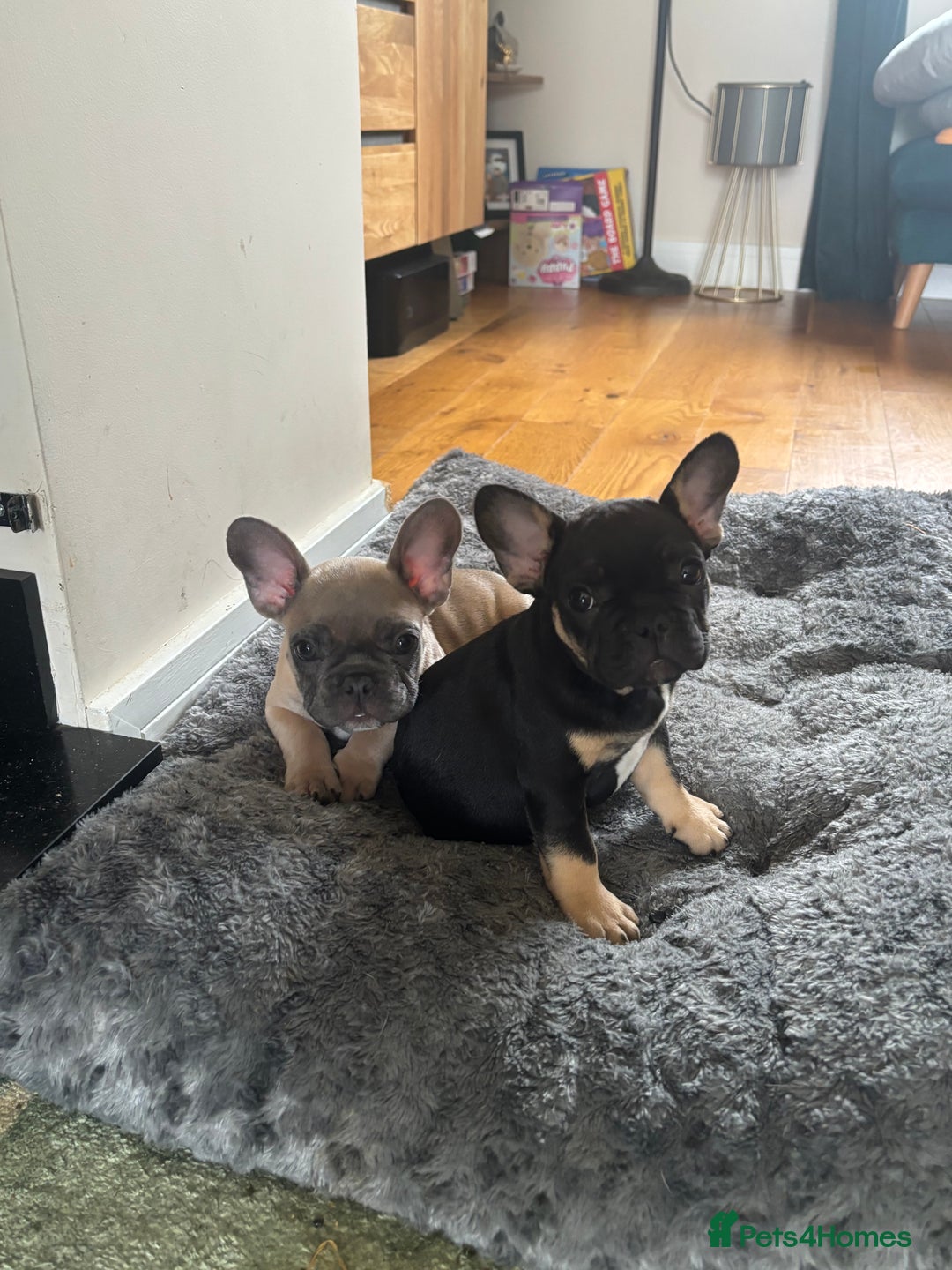 French Bulldog dogs for sale: 🐾 French Bulldog Puppies - Ready to go! 🐾 - Image 9