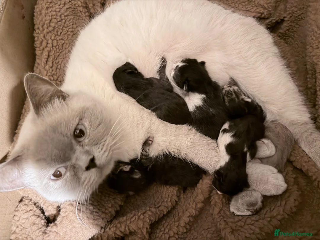 Mixed Breed cats for sale: British Shorthair cross Persian - Advert 1