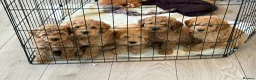 Cockapoo dogs for sale: F1B cockapoos ready for homes now  - Advert 6
