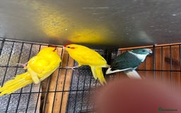 Parrots birds for sale: Beautiful Adorable Kakariki Talking Parrots - Image 18
