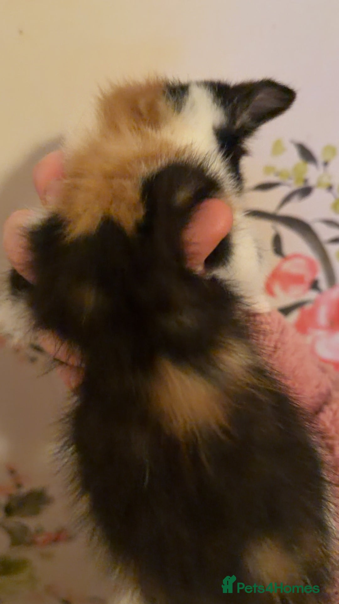 Mixed Breed cats for sale: 4 beautiful kittens  - Advert 9