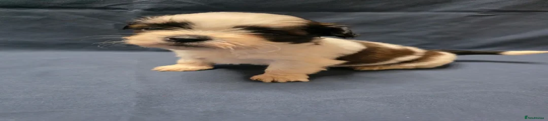 Shih Tzu Puppy 3