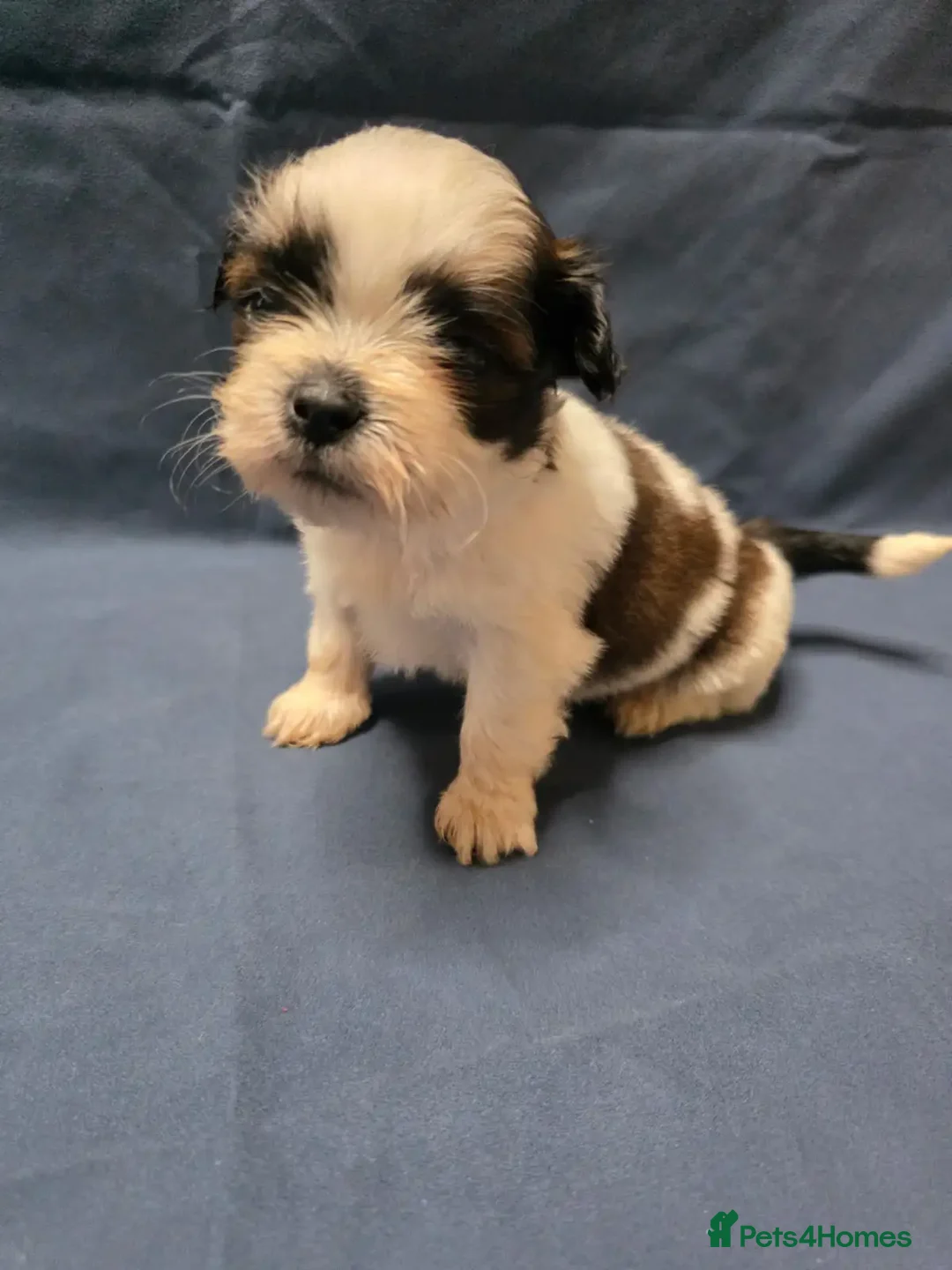 Shih Tzu dogs for sale: Passionates shih tzu - Image 4