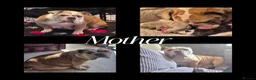 Olde English Bulldogge dogs for sale: Old English Bulldog Pups  - Advert 28