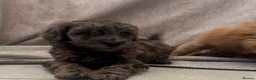 Cockapoo dogs for sale: Merle and champagne cockapoo - Advert 4