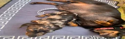 Miniature Dachshund dogs for sale: Beautiful Dapple Miniature Dachshund Puppy - Advert 4