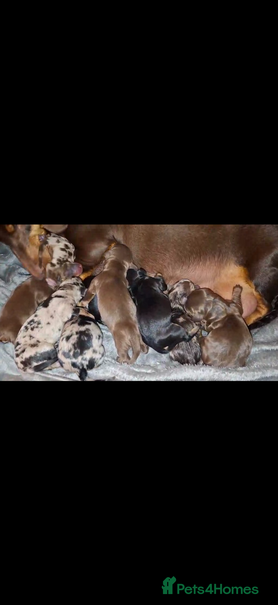 Dachshund dogs Beautiful litter of 9 standard dachshunds 🐾 - Advert 12
