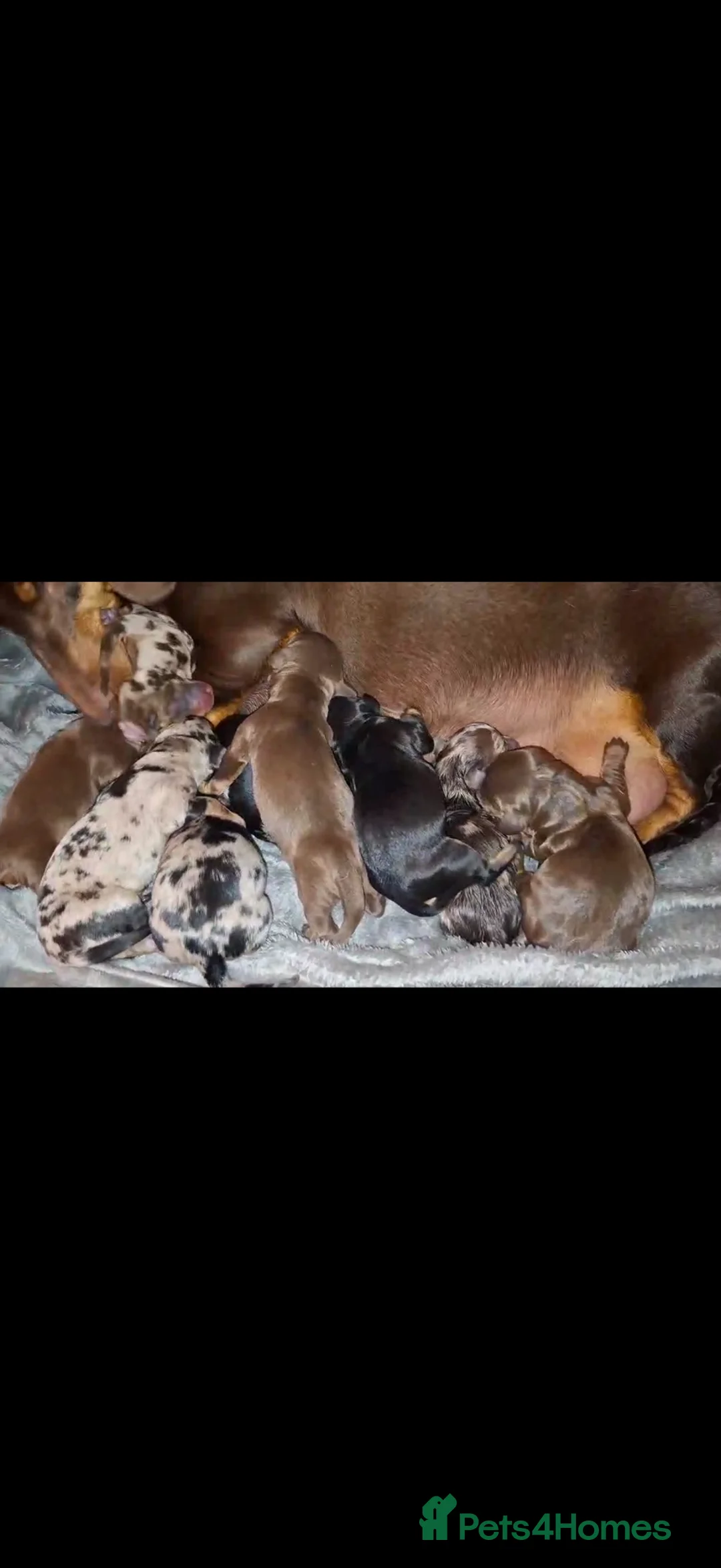 Dachshund dogs for sale: Beautiful litter of 9 standard dachshunds 🐾 - Advert 1