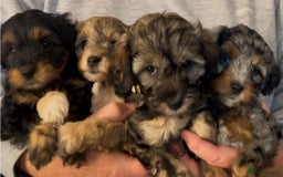 Mixed Breed dogs for sale: Tibetan x Toy Poodle - Image 23