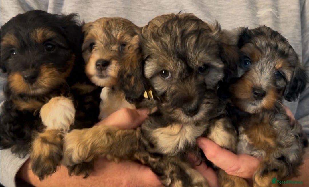 Mixed Breed dogs for sale: Tibetan x Toy Poodle - Image 23