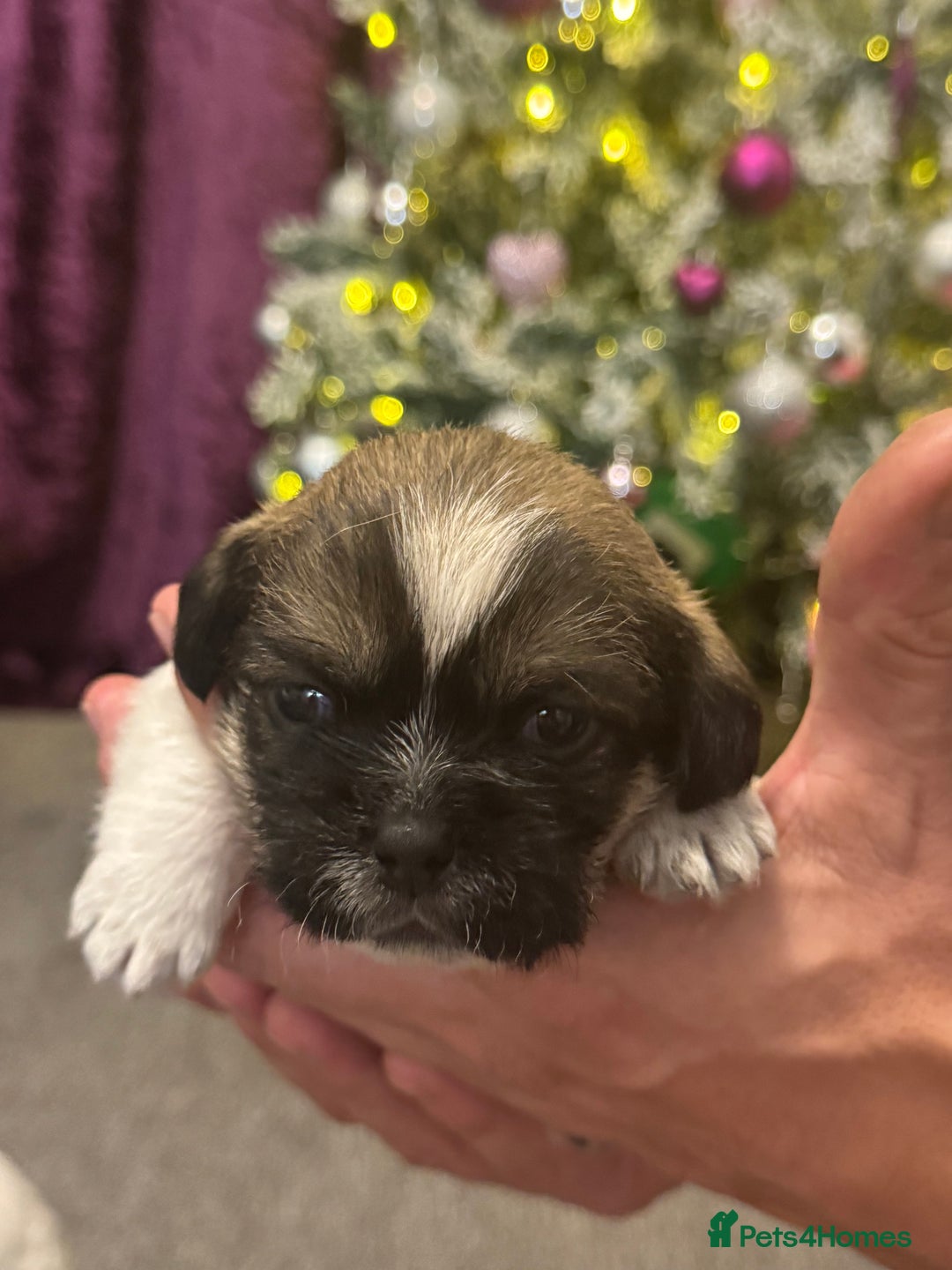 Mixed Breed dogs for sale: Beautiful pups looking for their forever home! - Advert 23