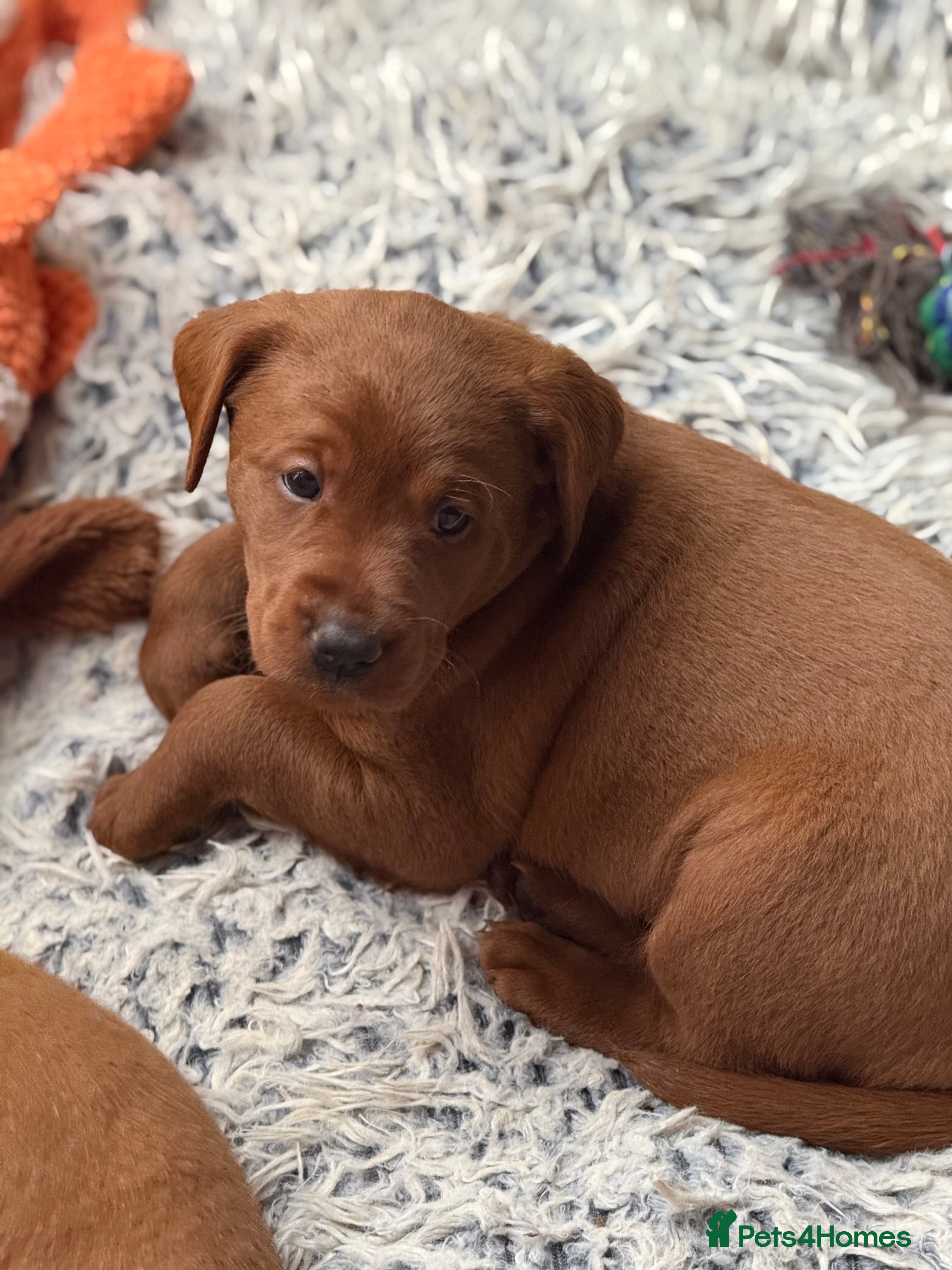 Labrador Retriever dogs Just a beautiful litter Deep reds  - Advert 5