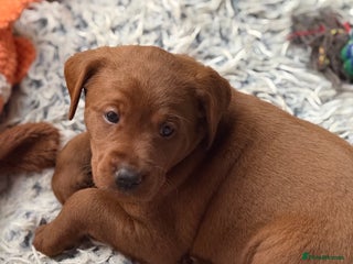 Labrador Retriever dogs Just a beautiful litter Deep reds - Advert 5