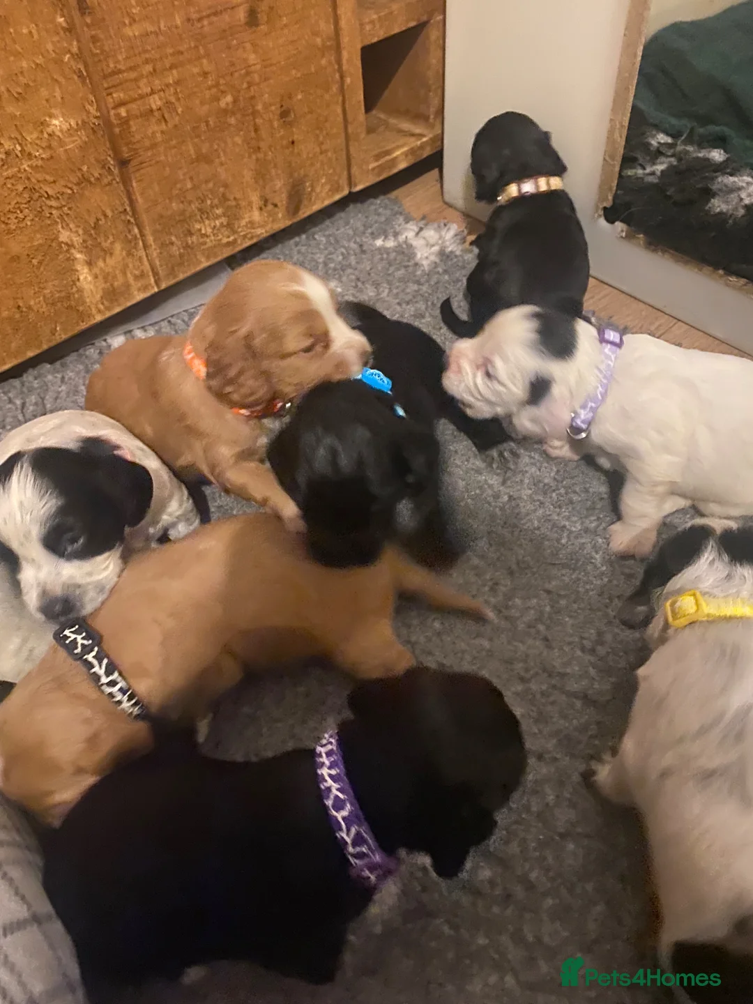 Cocker Spaniel dogs for sale: Cocker Spaniel Pups in Lanark - Advert 10