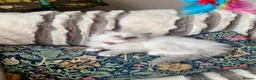 Ragdoll cats for sale: Beautiful mitted GCCF champion girls and boys  - Advert 8