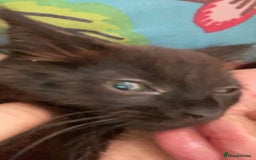 American Shorthair cats for sale: Cats  - Image 7
