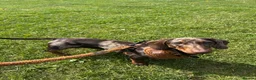 Miniature Dachshund dogs for sale: 1 year old Miniature Dachshund  in Waterlooville - Advert 5