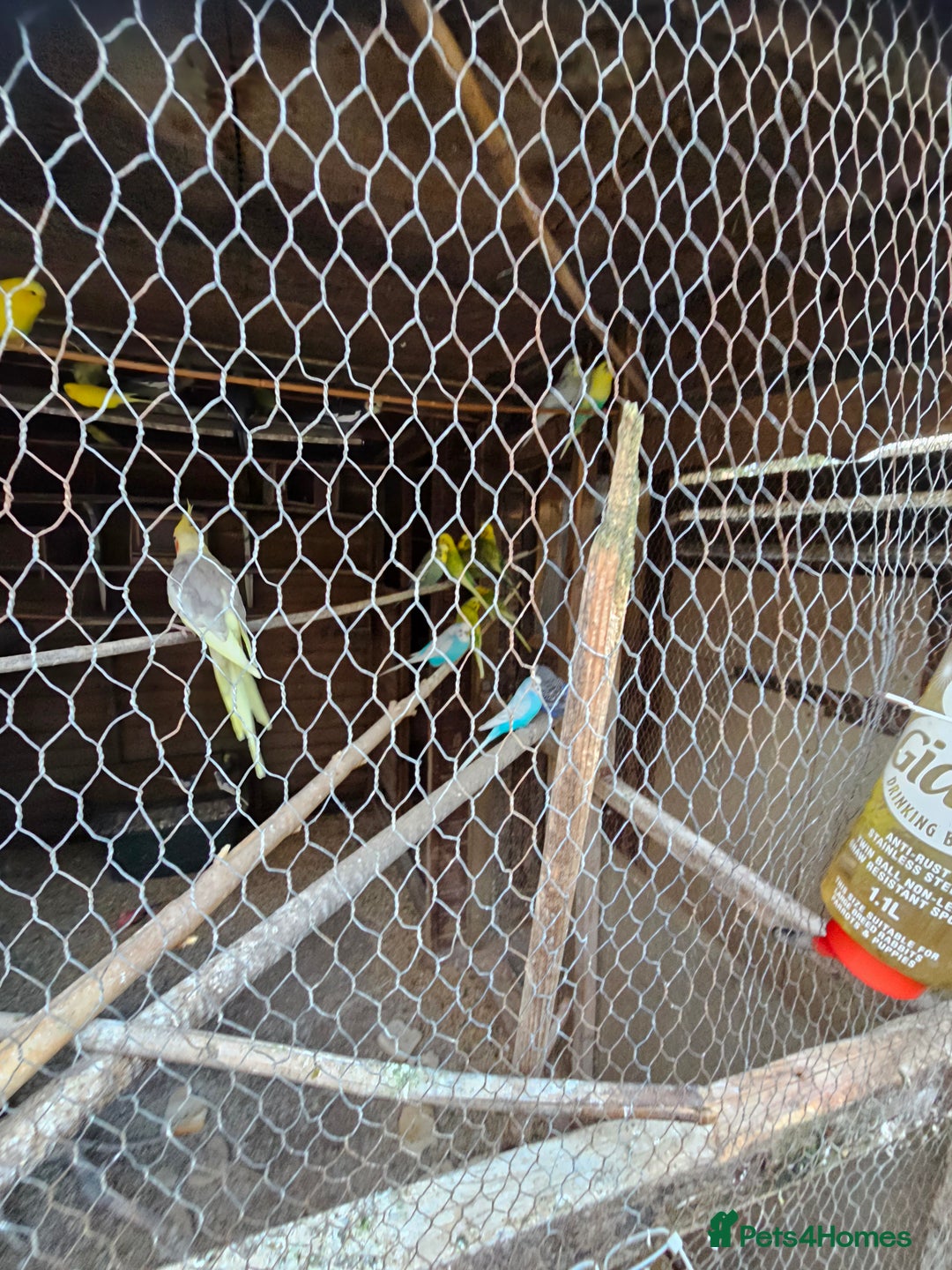 Budgerigars birds for sale: Budgies for sale - Image 3