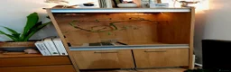 Corn Snake reptiles for sale: Female Tessera Cornsnake with Full vivarium Setup - Advert 4