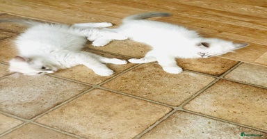 Ragdoll cats - Advert 10