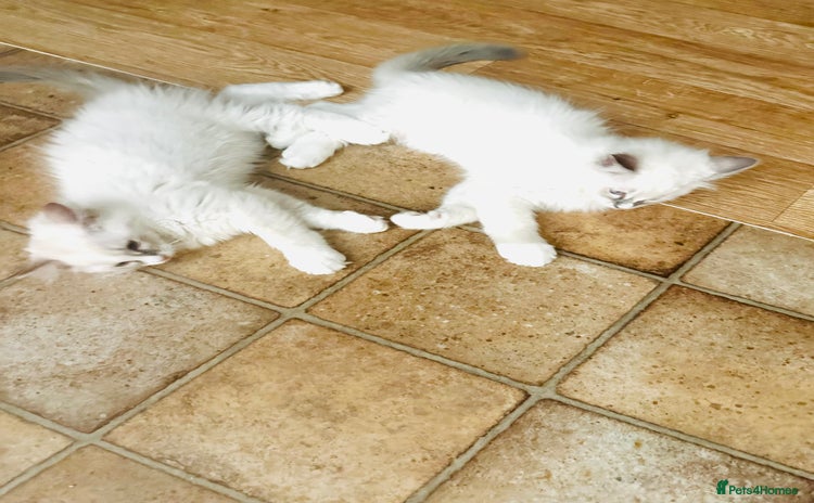 Ragdoll cats - Advert 3