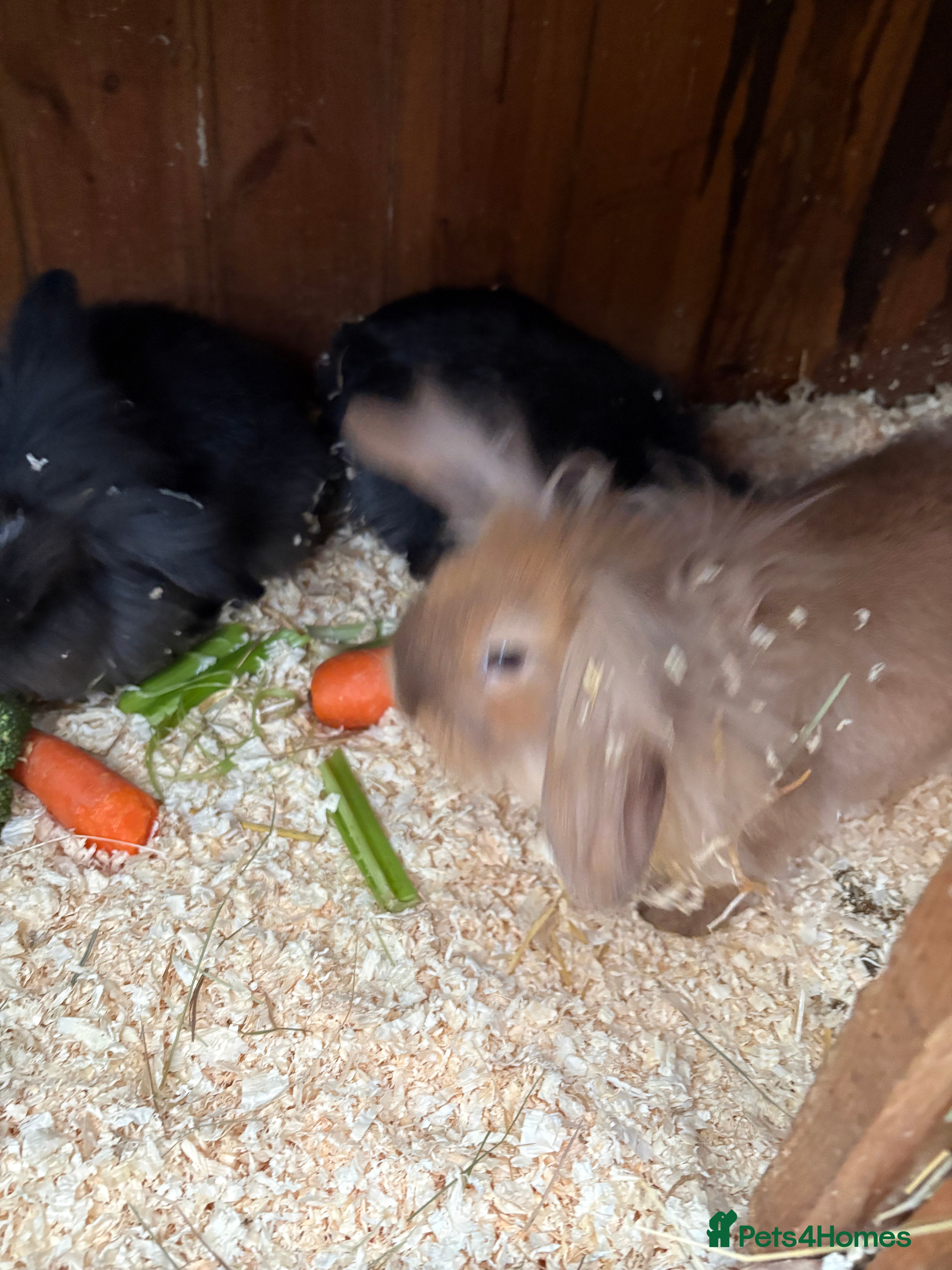 Mini Lop rabbits Mini lop baby rabbits for sale. - Advert 1
