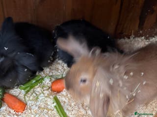 Mini Lop rabbits Mini lop baby rabbits for sale. - Advert 1