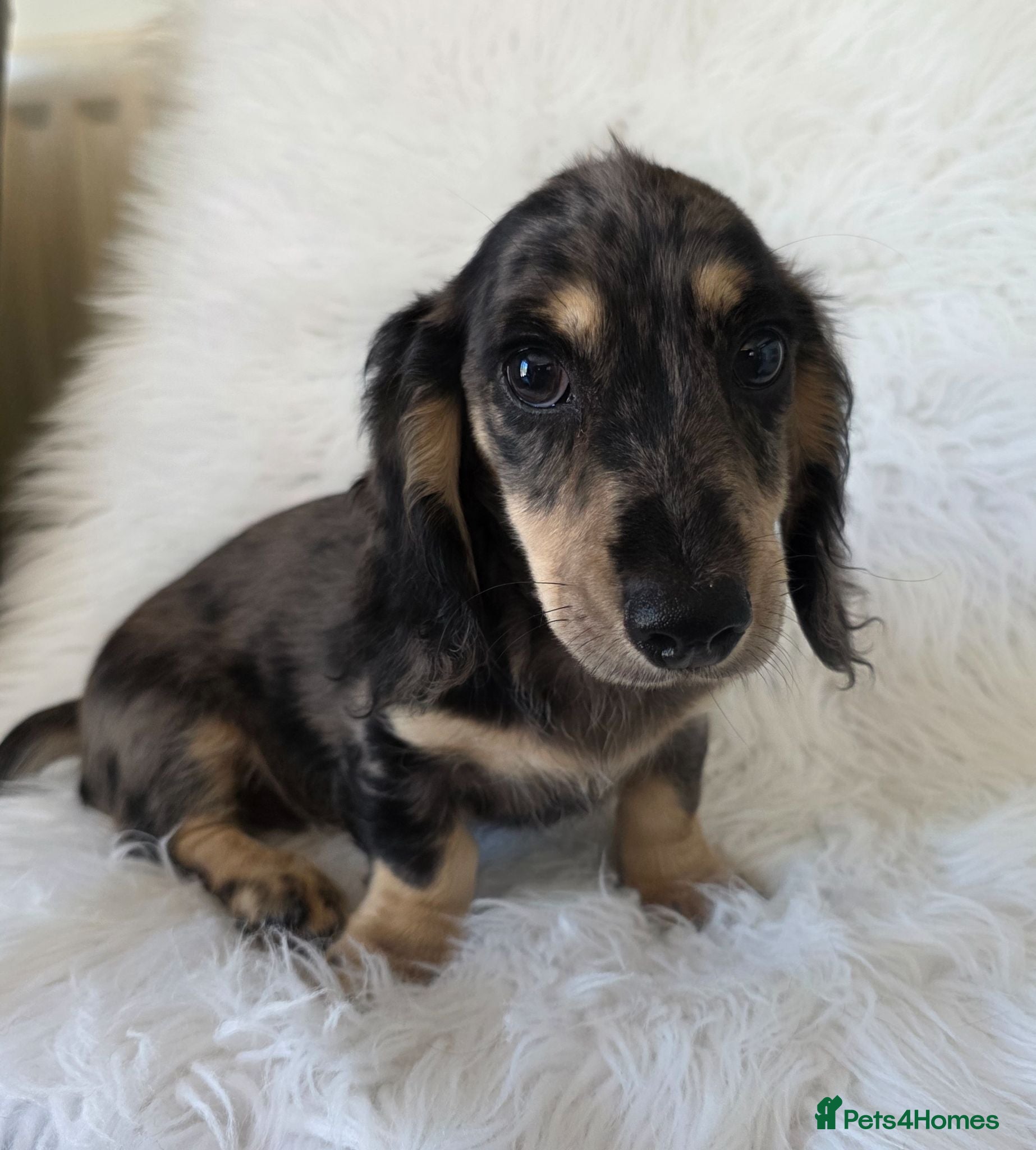 Miniature Dachshund dogs KC Long hair dachshund boys - Advert 2