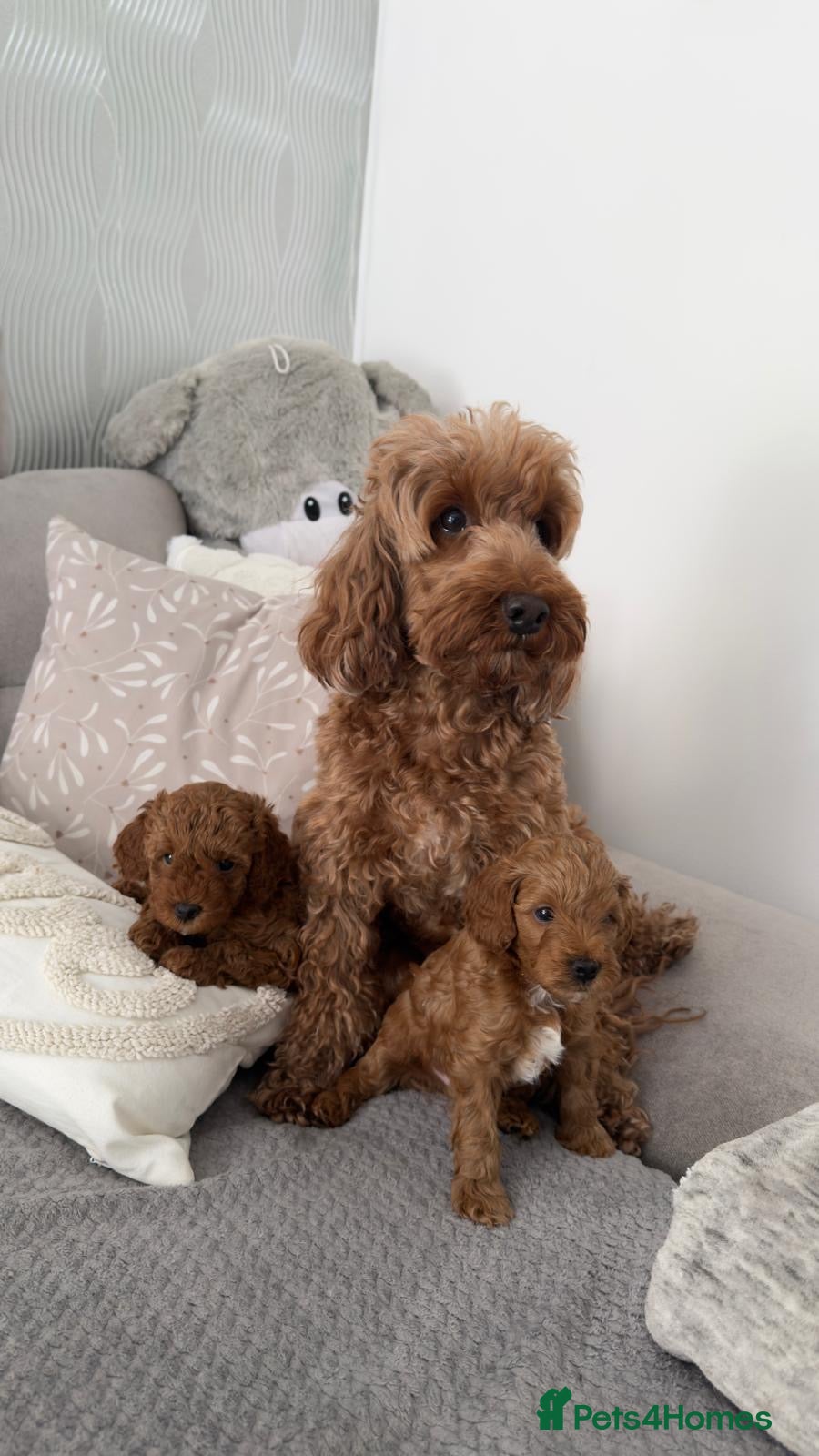 Cockapoo dogs Stunning Cockapoo puppies for sale  - Advert 1