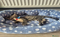 Mixed Breed cats for sale: 2 Kittens  - Image 3