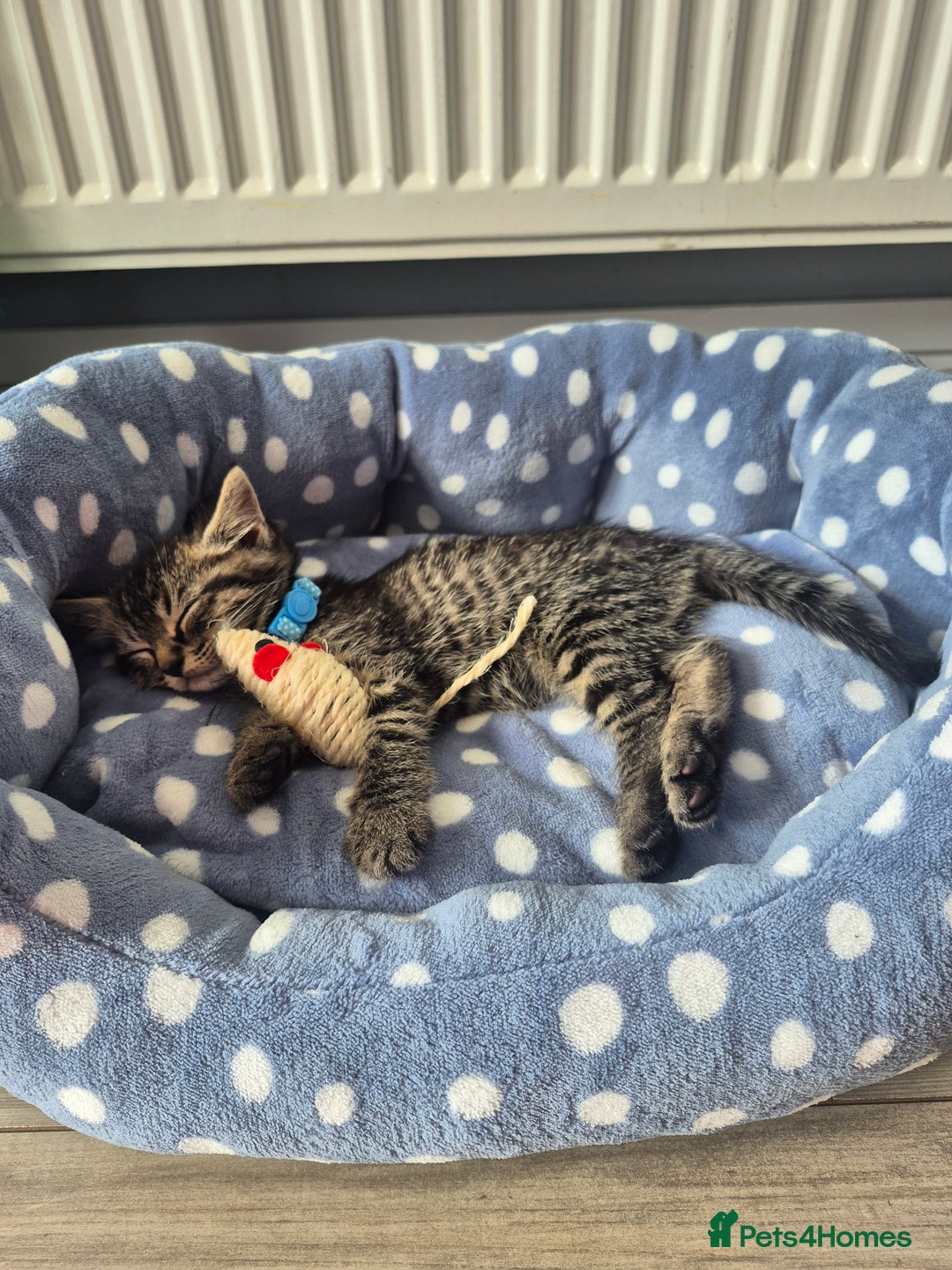 Mixed Breed cats for sale: 2 Kittens  - Image 3
