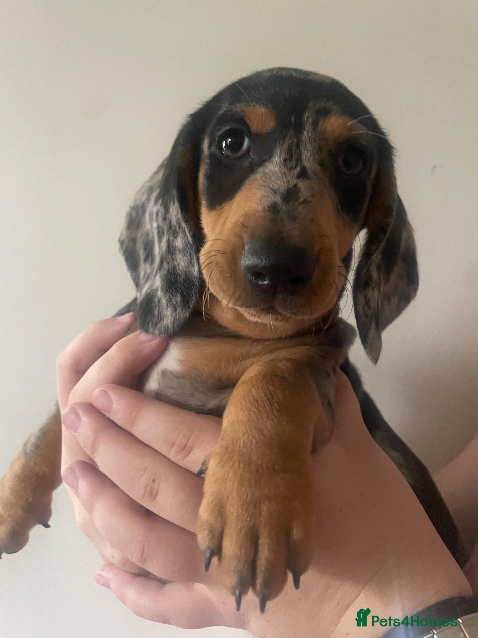 Dachshund dogs 7 Beautiful Dachshund Puppies  - Advert 16
