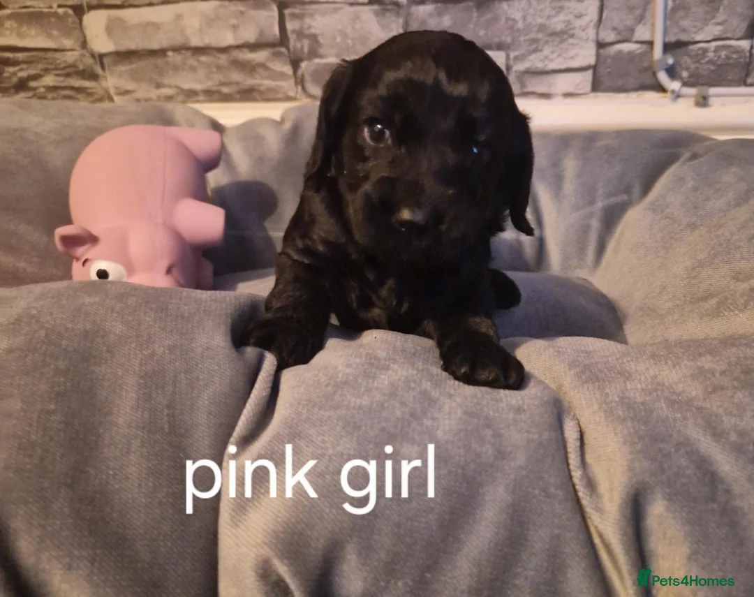 Cockapoo dogs for sale: X5 STUNNING COCKAPOOS.FROM A 5 STAR HOME - Advert 13