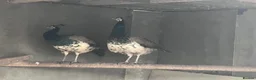 Peafowl poultry for sale: 2 x indian blue males  - Advert 2