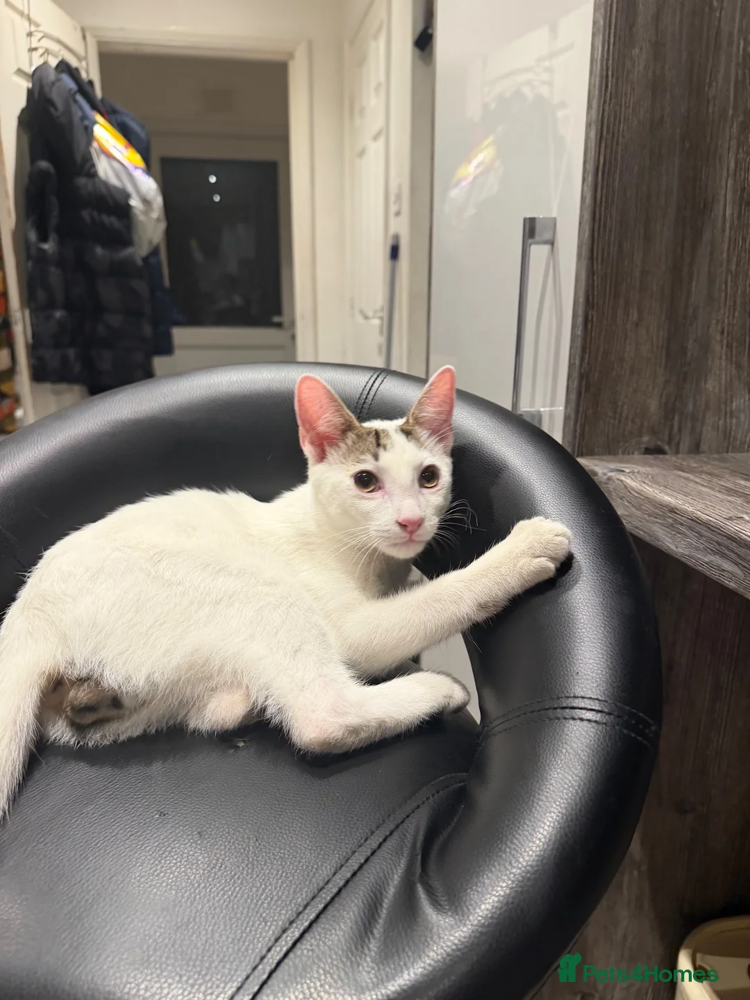 Domestic Shorthair cats for sale: kitten  in Dudley - Advert 3
