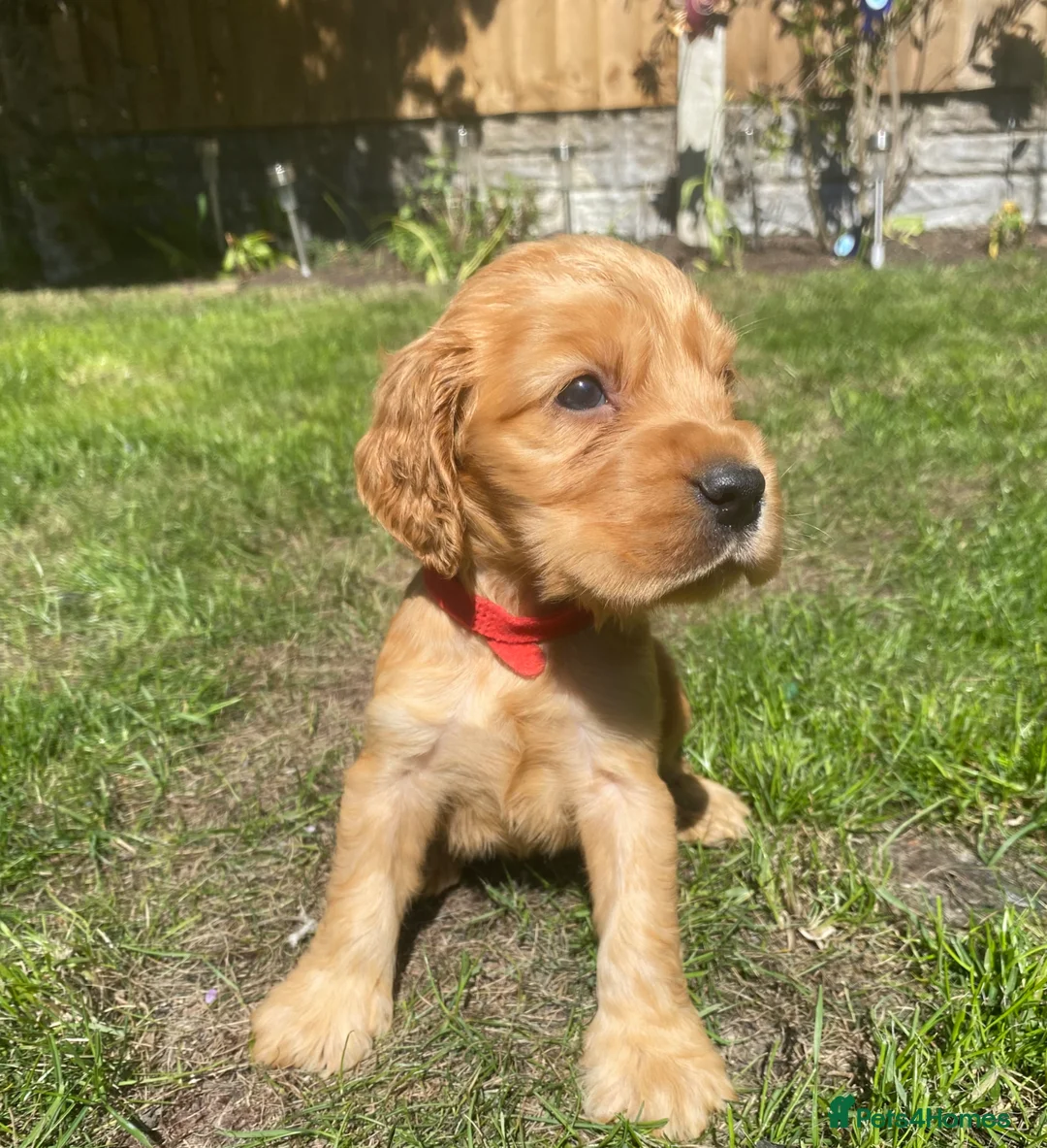 Cocker Spaniel dogs for sale: KC Reg Show Type Cocker Spaniel puppies - Advert 2