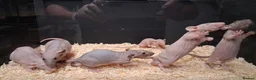 Rat rodents for sale: Baby Dumbo Rat's, various types  - Advert 6