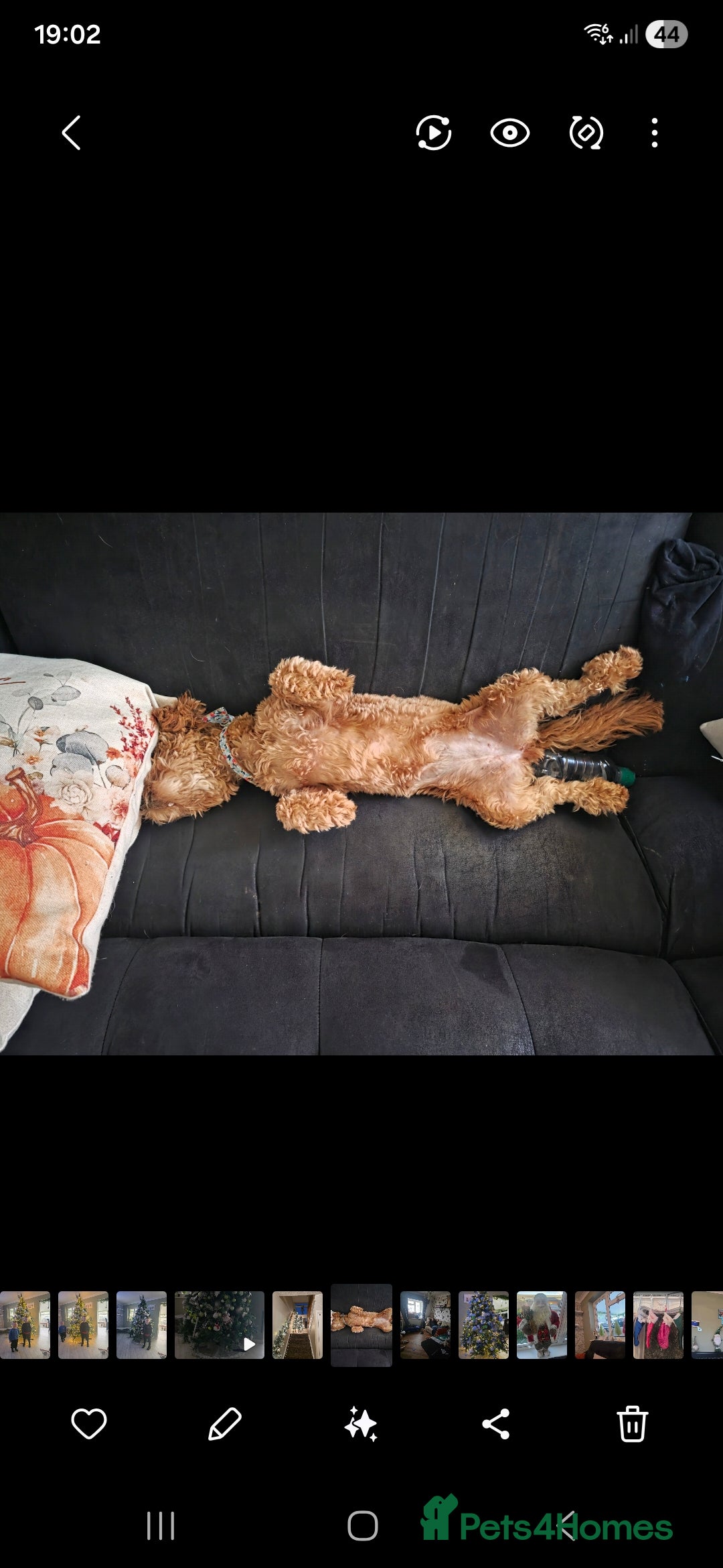 Toy Poodle dogs for sale: Lovely Female Toy Poodle - Advert 2