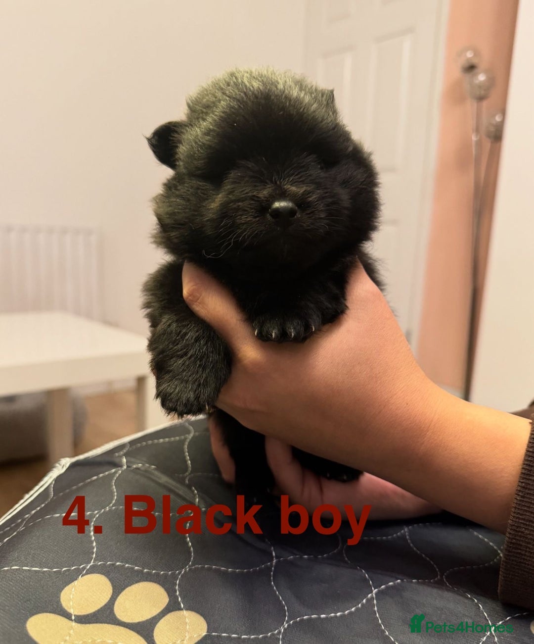 Pomeranian dogs for sale: Stunning Pomeranians  - Image 14