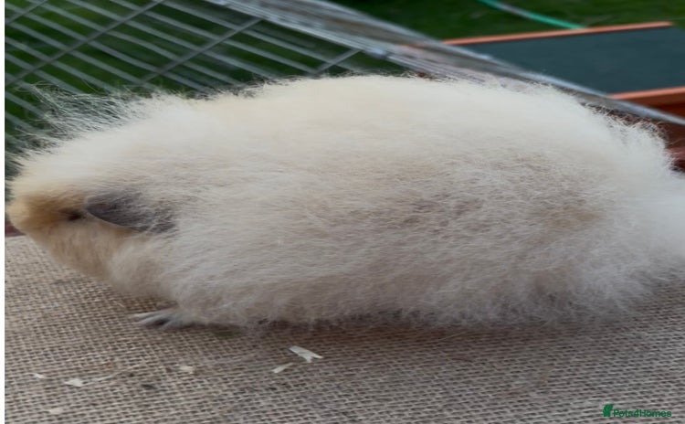 Guinea Pig rodents - Advert 7