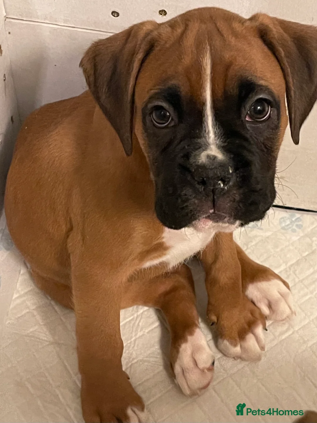 Boxer dogs for sale:  Stunning KC reg bobtailed boxers *1 girl left* - Advert 22