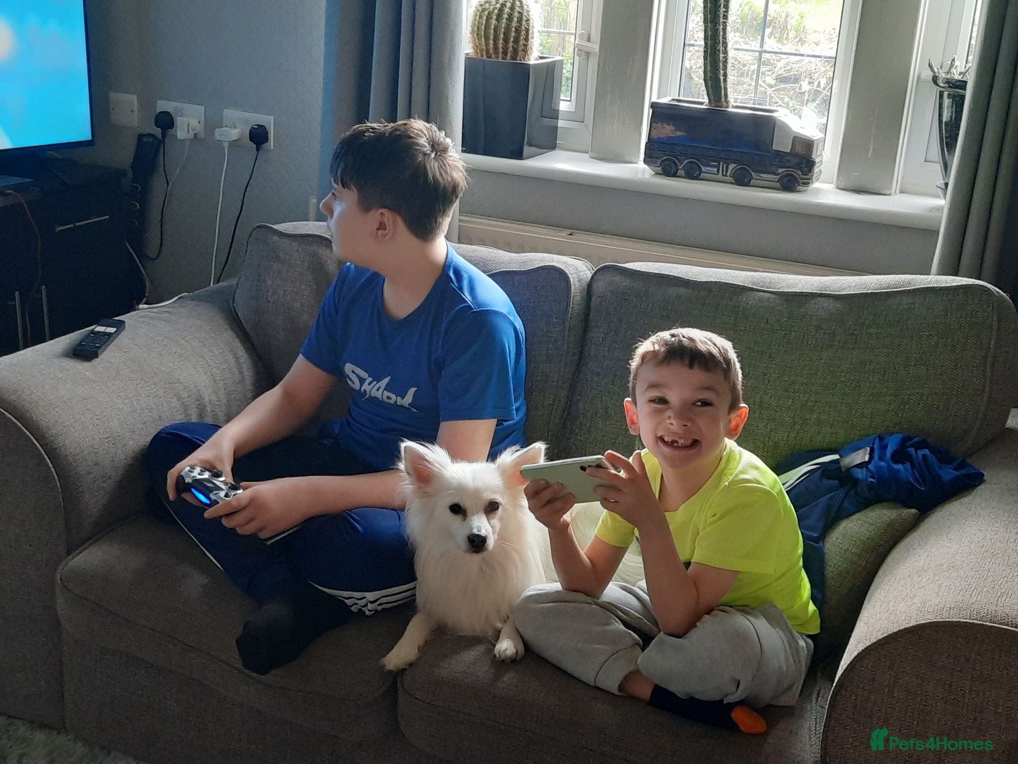 Mixed Breed dogs Lovely family dog - Advert 4