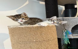 British Shorthair cats for sale: Beautiful half BSH Kittens  - Image 29