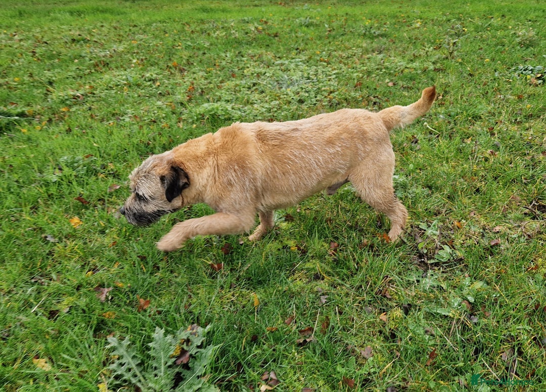 Border Terrier dogs for sale: 4 year old Male pedigree Border  - Image 7