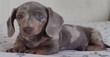 Dachshund dogs - Advert 4