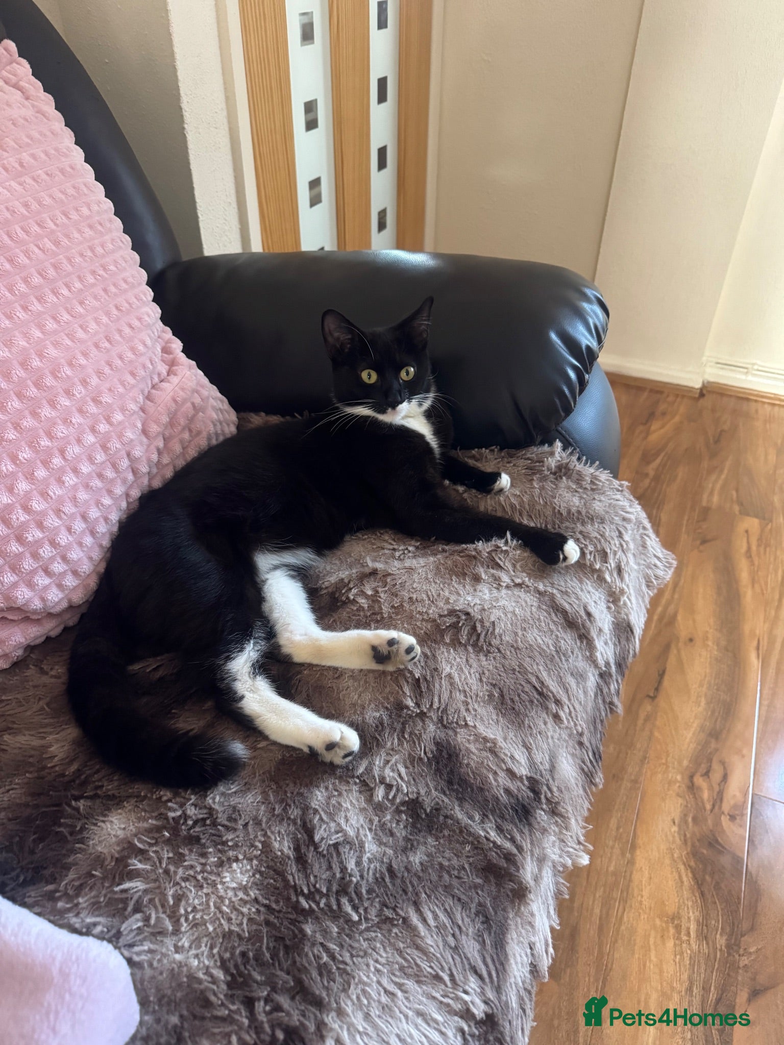 Mixed Breed cats Beautiful cat looking for a new home. - Advert 4