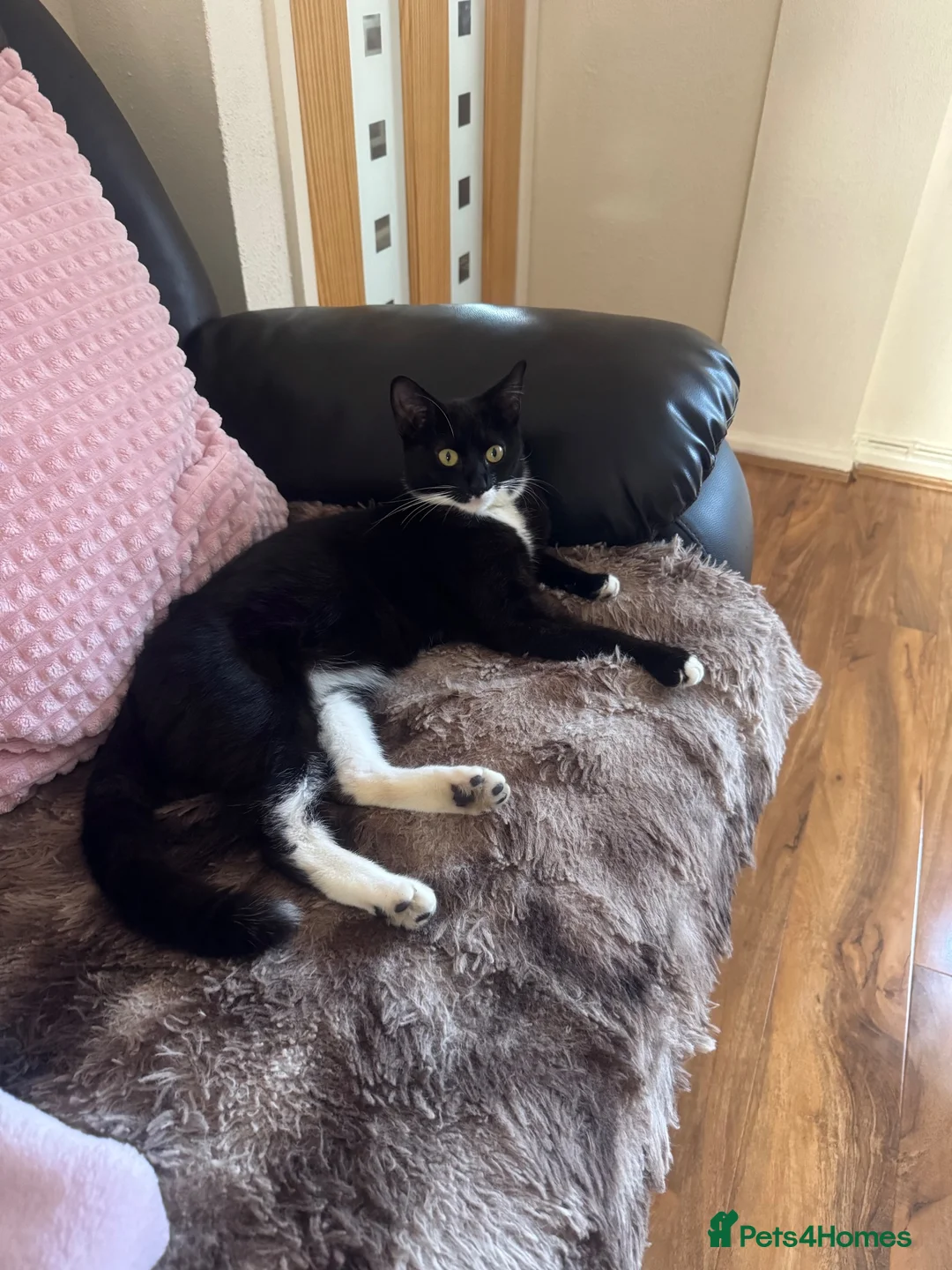Mixed Breed cats for sale: Beautiful cat looking for a new home. in Swansea - Advert 1