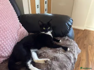 Mixed Breed cats Beautiful cat looking for a new home. - Advert 6