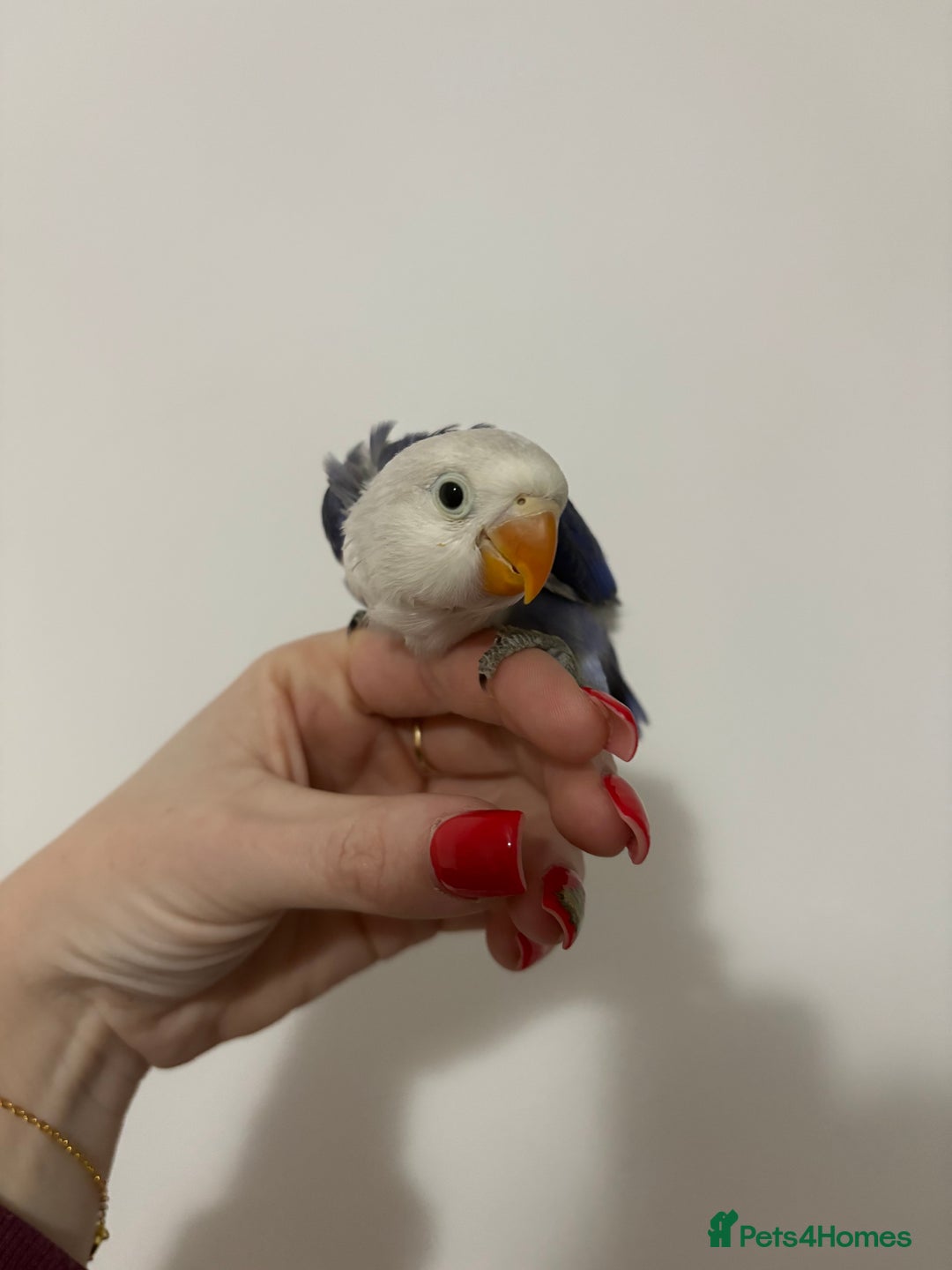 Lovebirds birds for sale: Baby lovebirds  - Advert 3