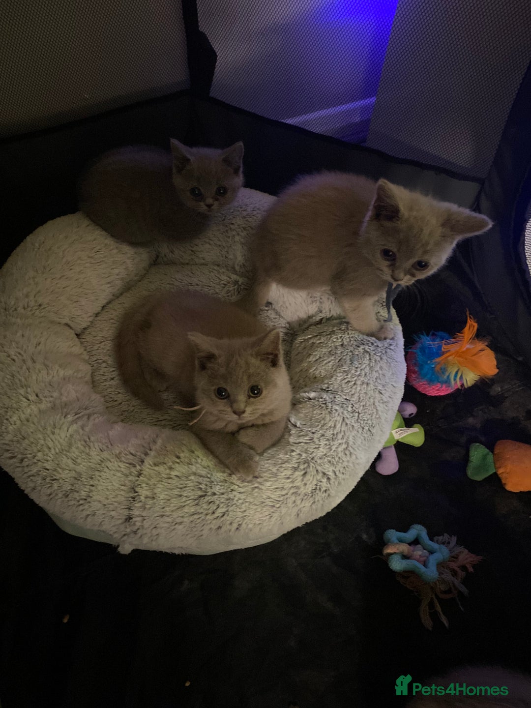 British Shorthair cats for sale: British shorthair kittens  - Image 5